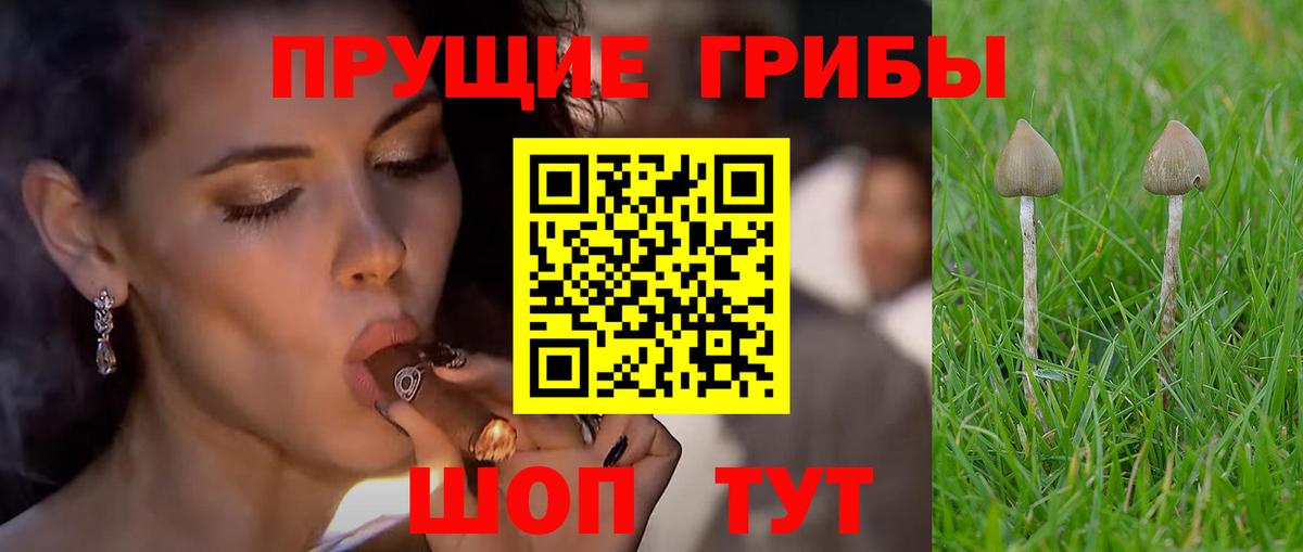 Псилоцибиновые грибы Cubensis Славгород